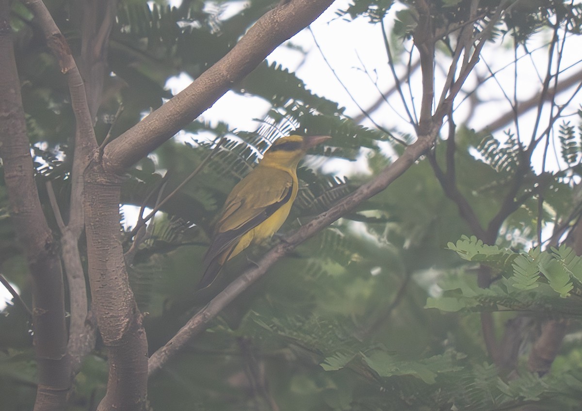 Black-naped Oriole - ML652373514