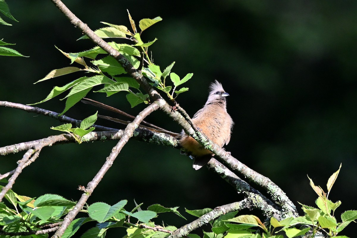 Speckled Mousebird - ML652373560