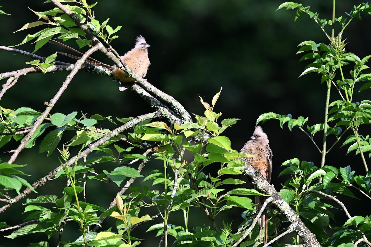 Speckled Mousebird - ML652373561