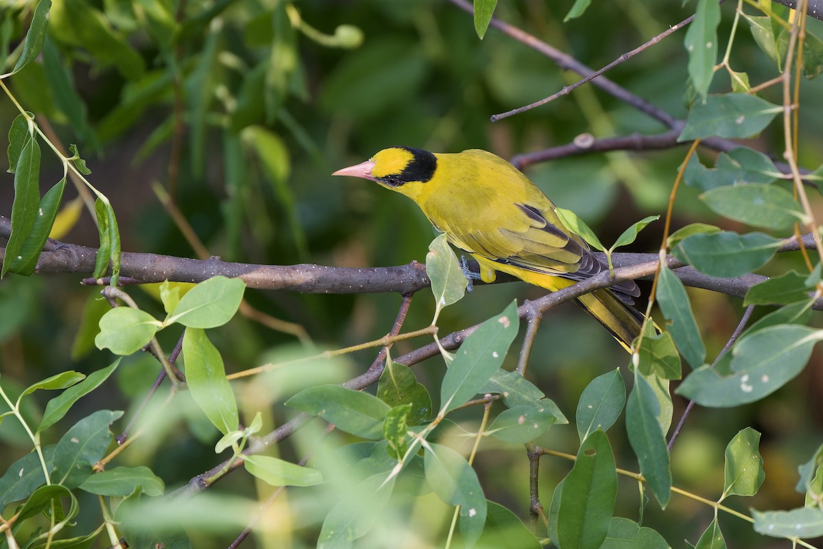 Schwarznackenpirol - ML652374336