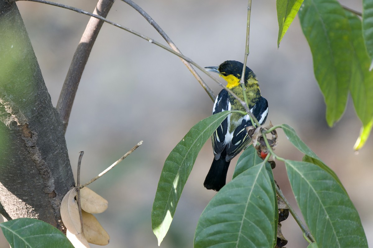 Garteniora - ML652374339