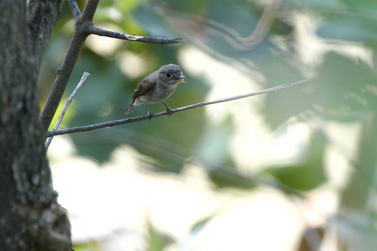 Braunschnäpper (dauurica) - ML652374342