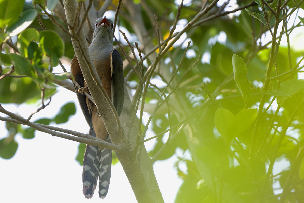 Klagekuckuck - ML652374344