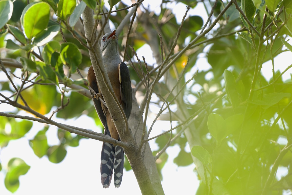 Klagekuckuck - ML652374345