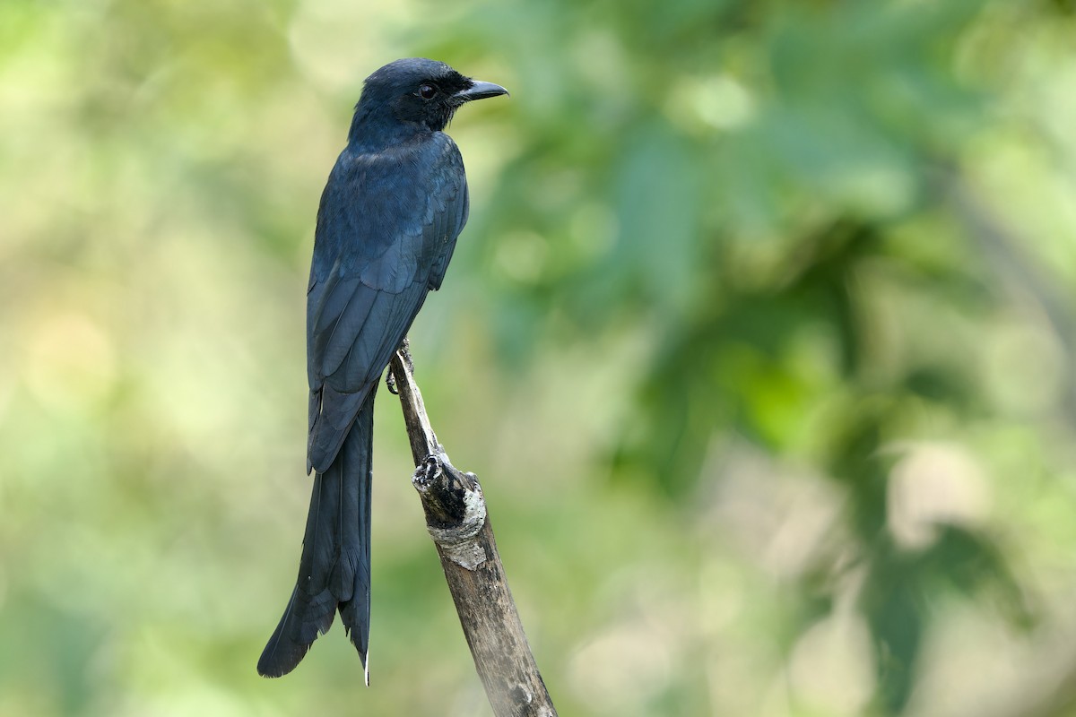 Königsdrongo - ML652374362