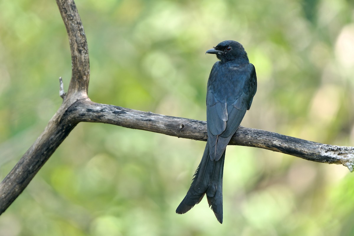 Königsdrongo - ML652374363