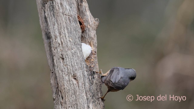 茶腹鳾 - ML652374597