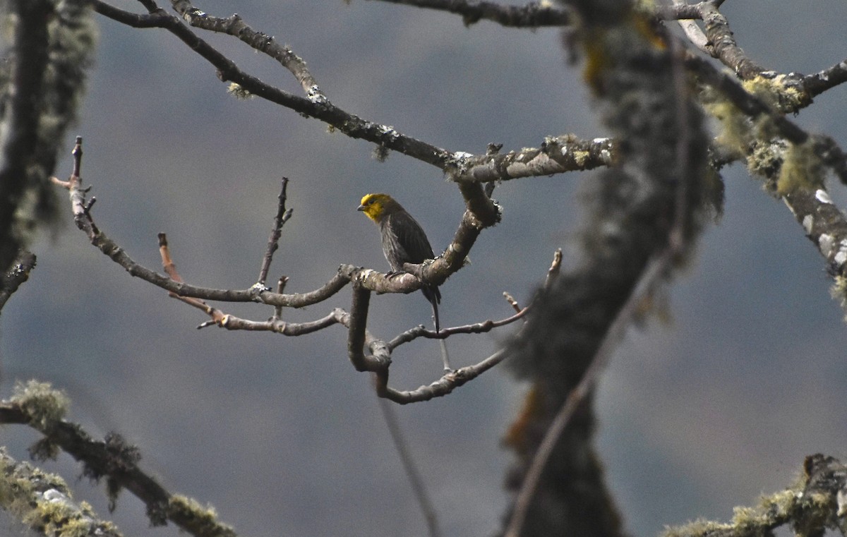 Sarı Sırtlı Balkılavuzu - ML652374843