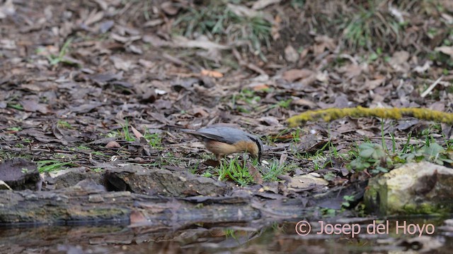 茶腹鳾 - ML652375043
