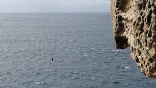 Mistral Point, Maroubra, Randwick, New South Wales, Australia - eBird ...
