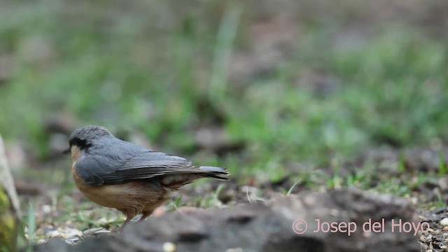 茶腹鳾 - ML652375471