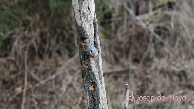 茶腹鳾 - ML652375727