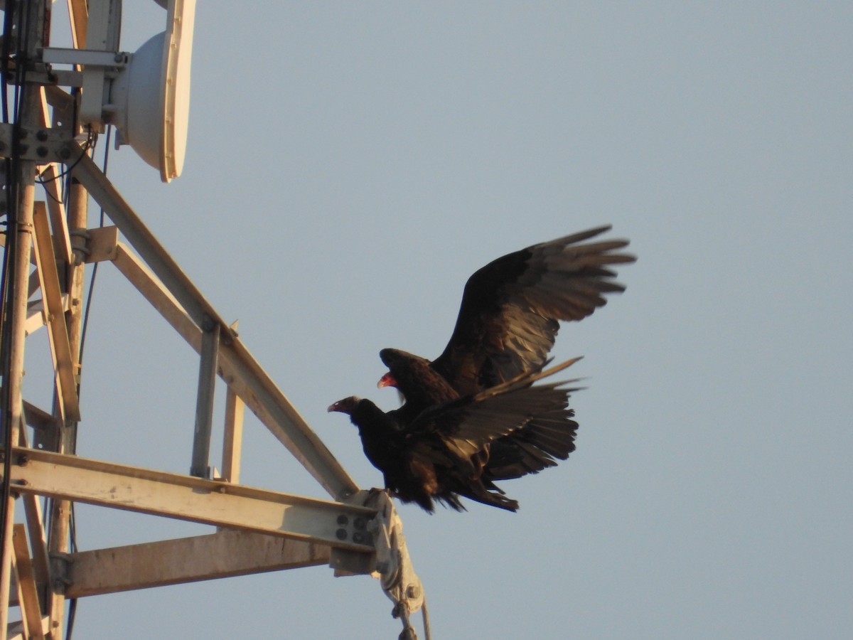 Turkey Vulture - ML652376084