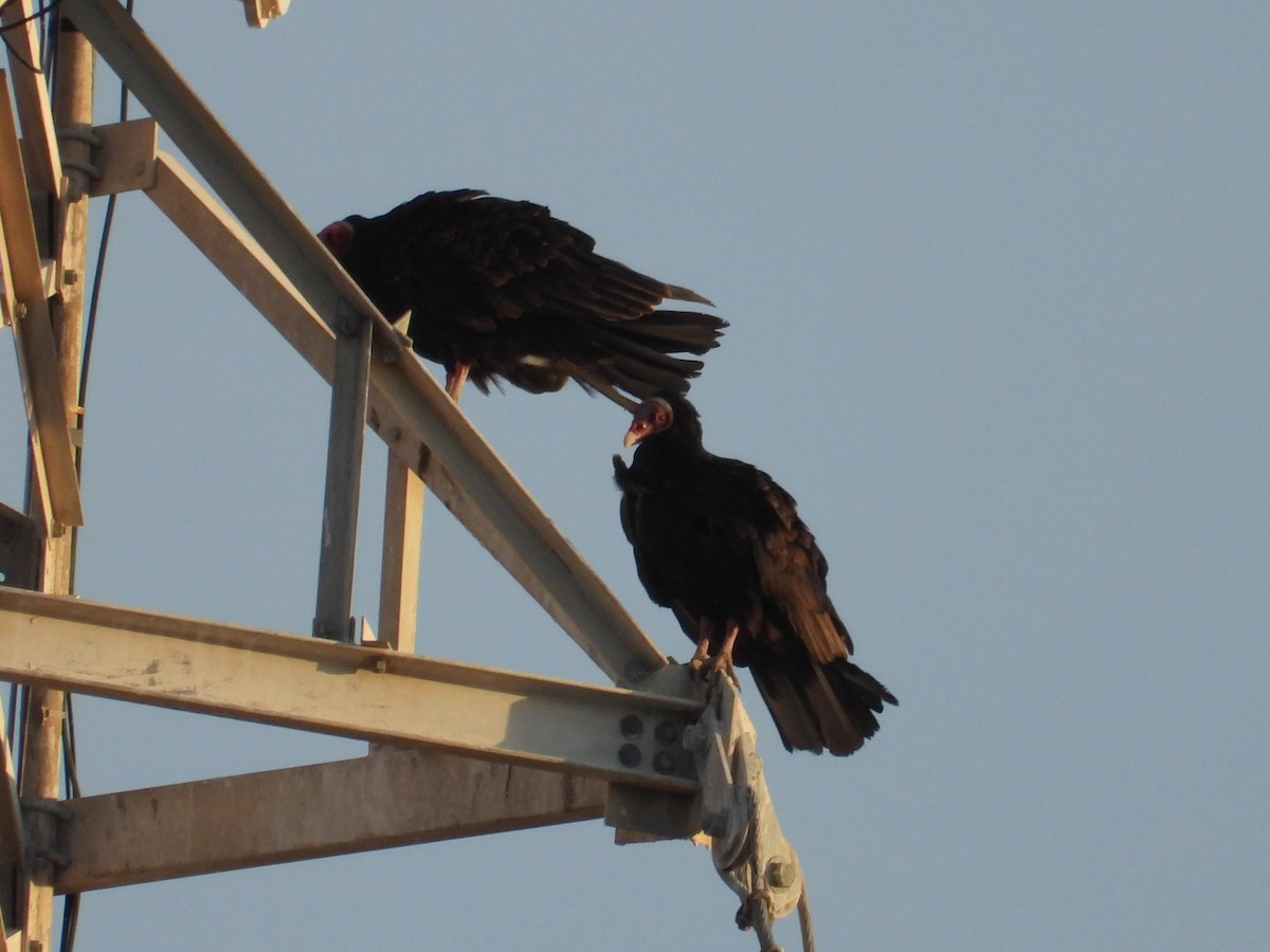 Turkey Vulture - ML652376147