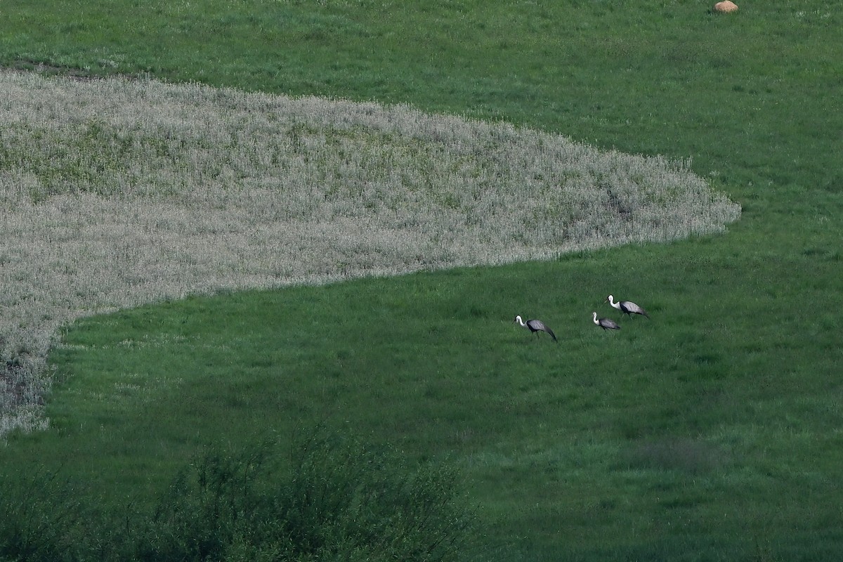 Wattled Crane - ML652376263