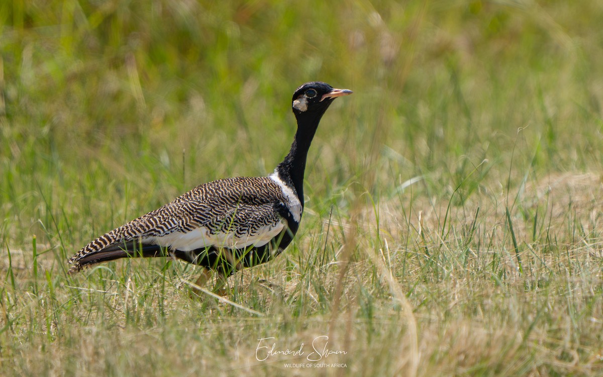 White-quilled Bustard - ML652376273