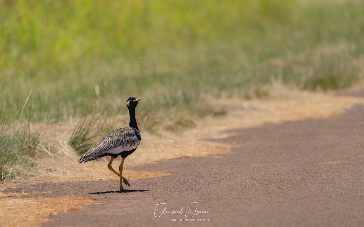 White-quilled Bustard - ML652376274