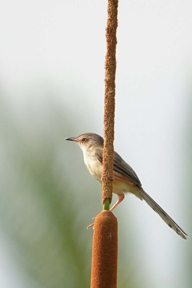 Schlichtprinie - ML652376339