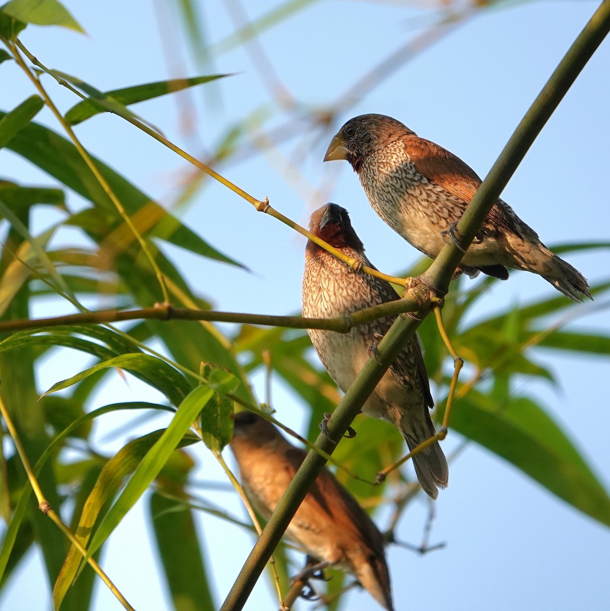 Muskatbronzemännchen - ML652376386