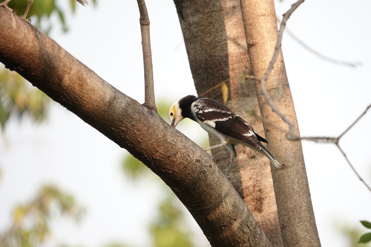 Schwarzhalsstar - ML652376413