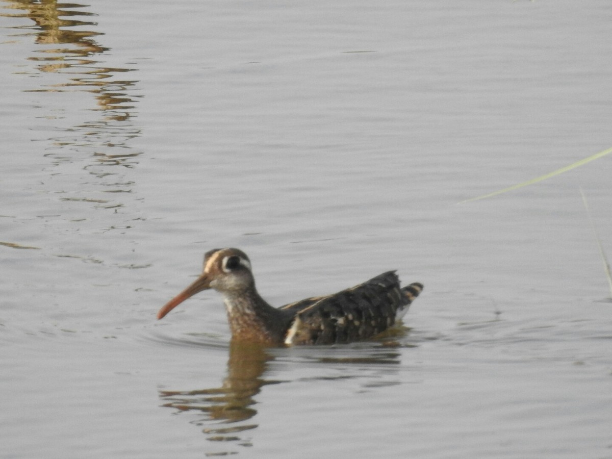 Greater Painted-Snipe - ML65237651