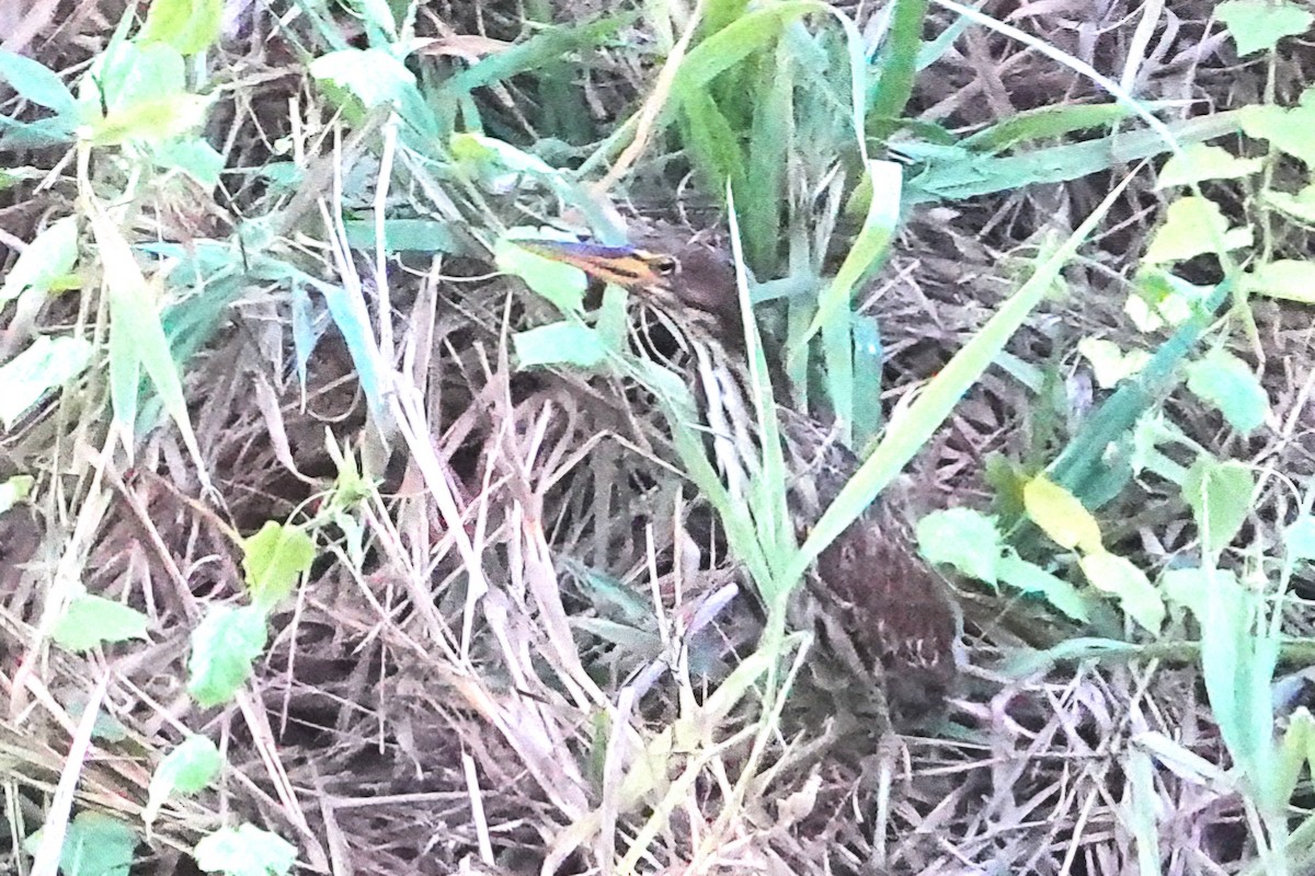 Zimtdommel - ML652376537