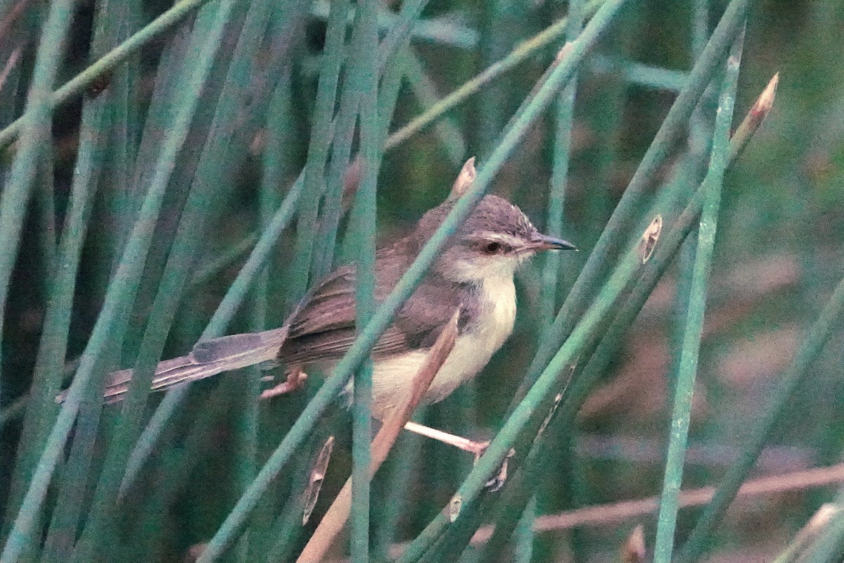 Schlichtprinie - ML652376546