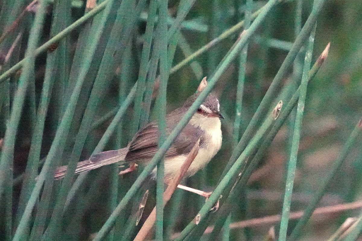 Schlichtprinie - ML652376548