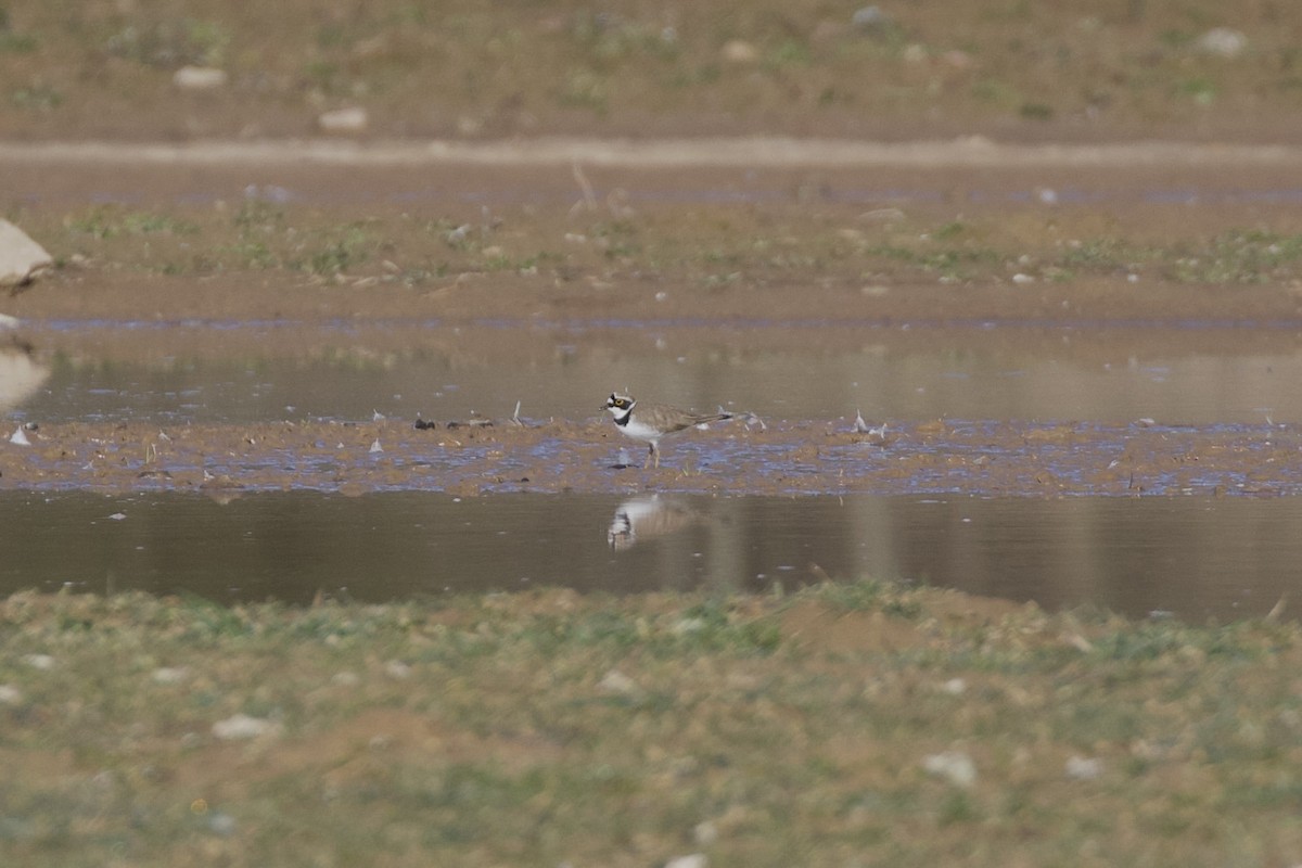 dverglo - ML652376651