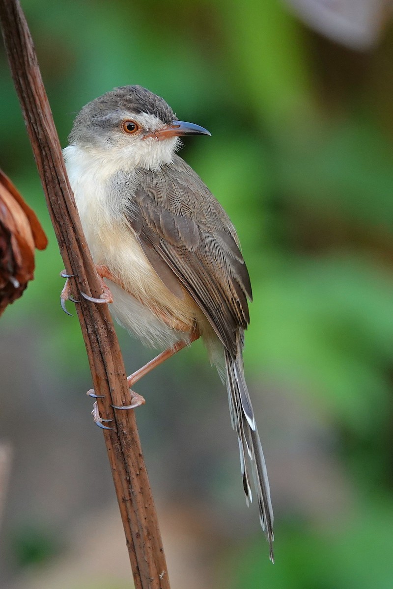 Schlichtprinie - ML652376813