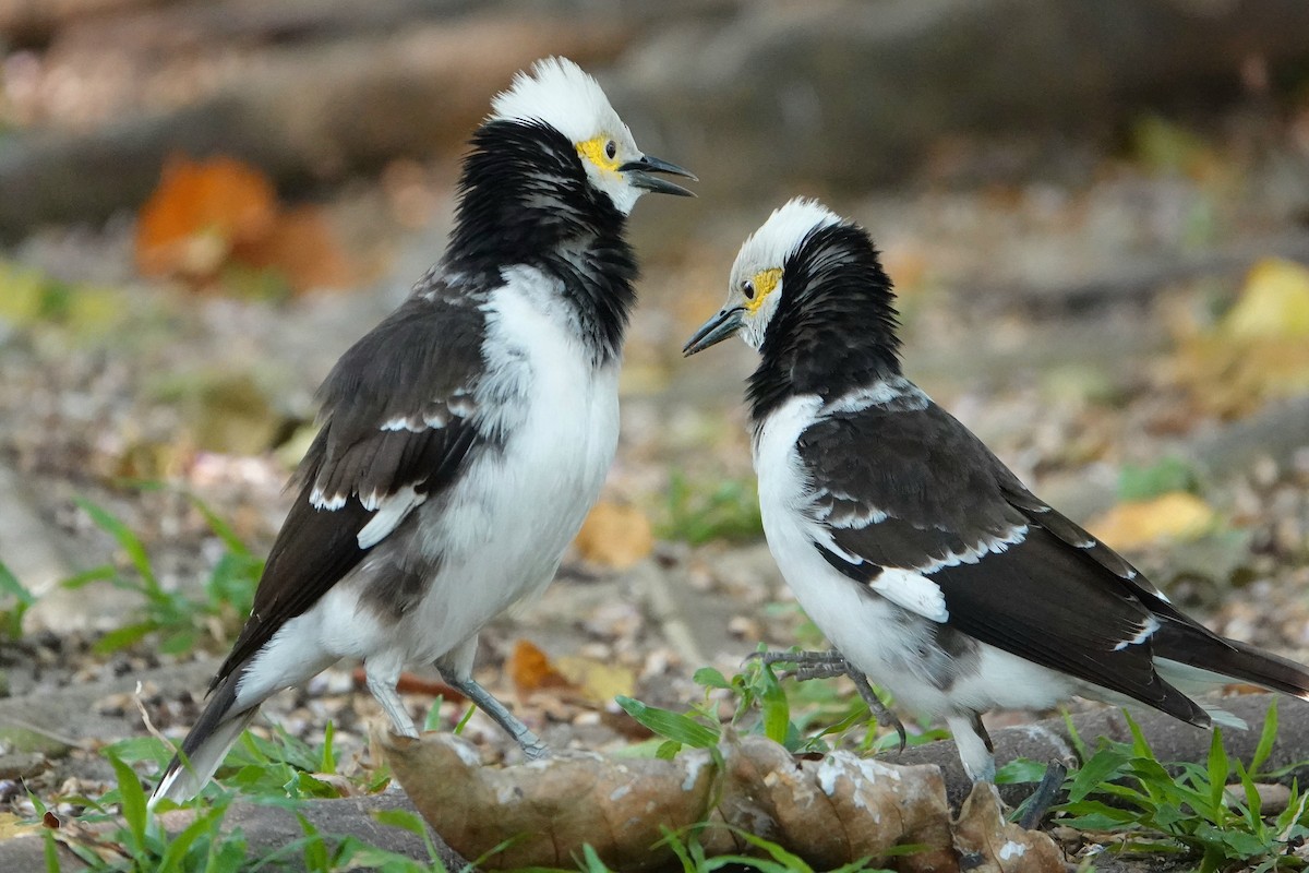 Schwarzhalsstar - ML652376854