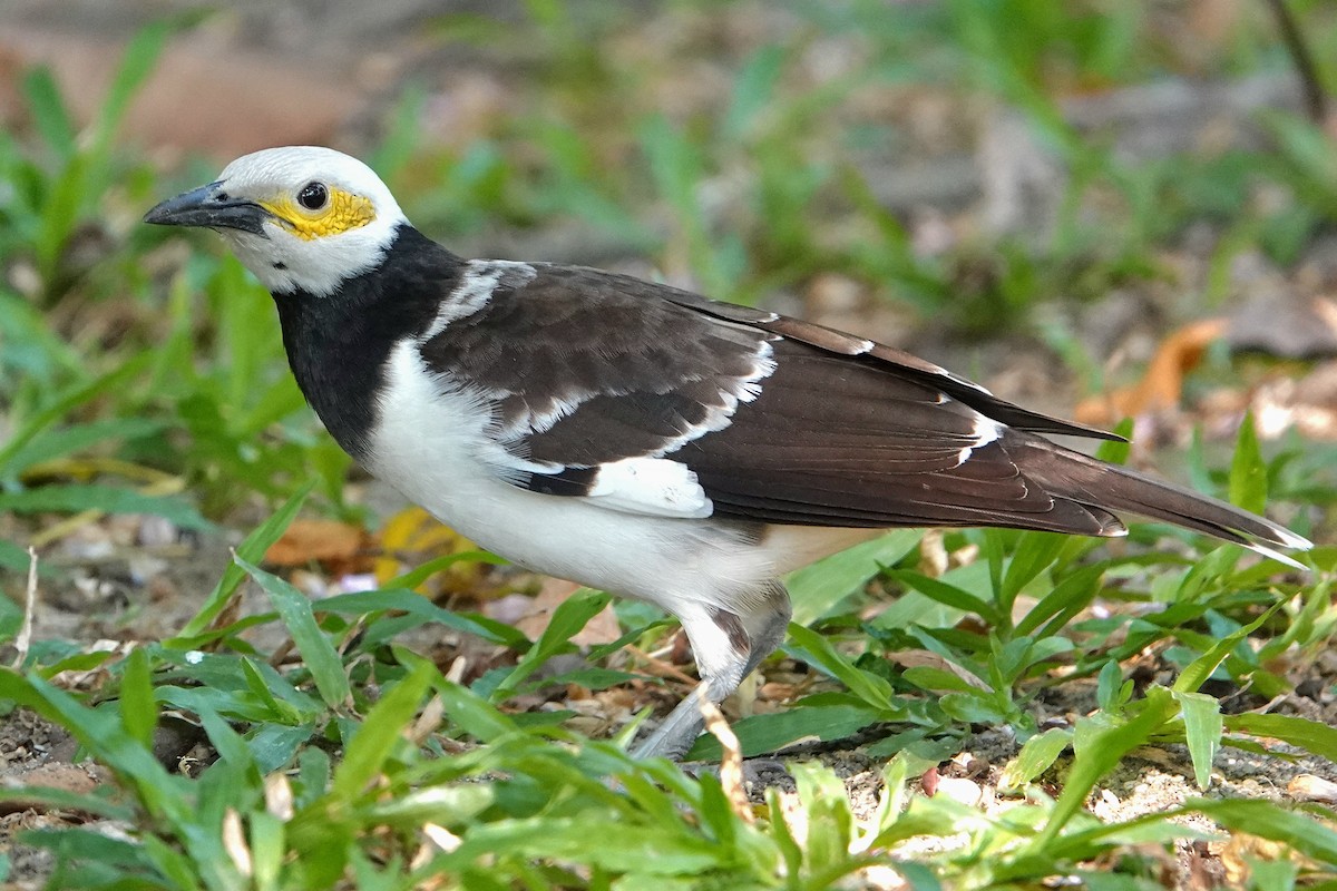 Schwarzhalsstar - ML652376989