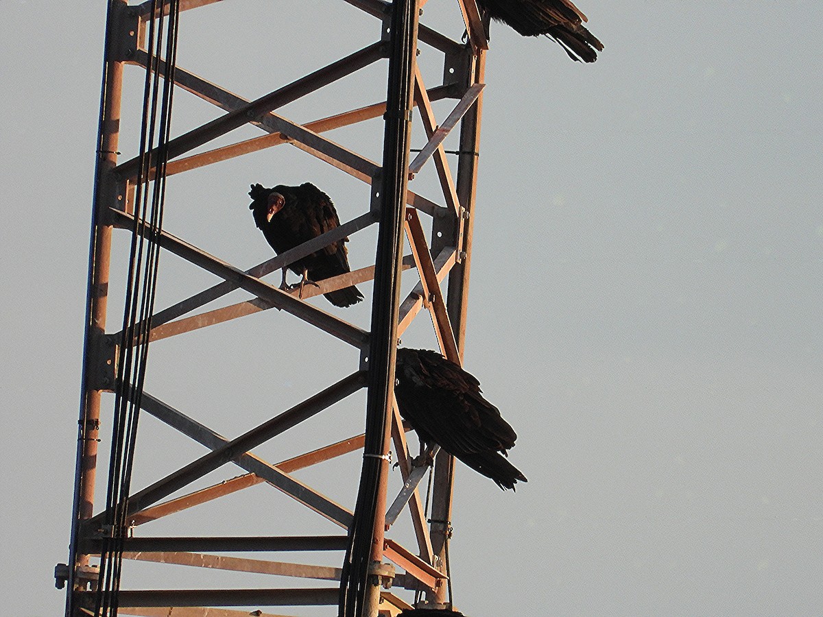 Turkey Vulture - ML652377029