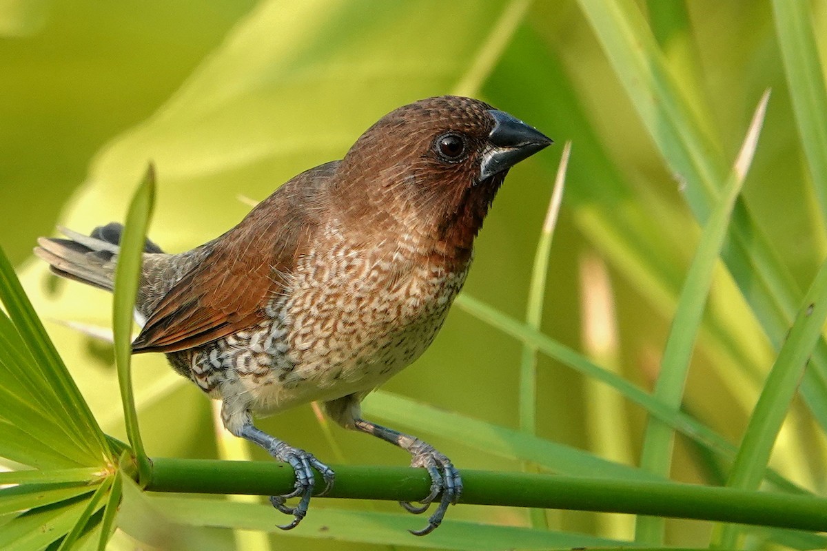 Muskatbronzemännchen - ML652377033