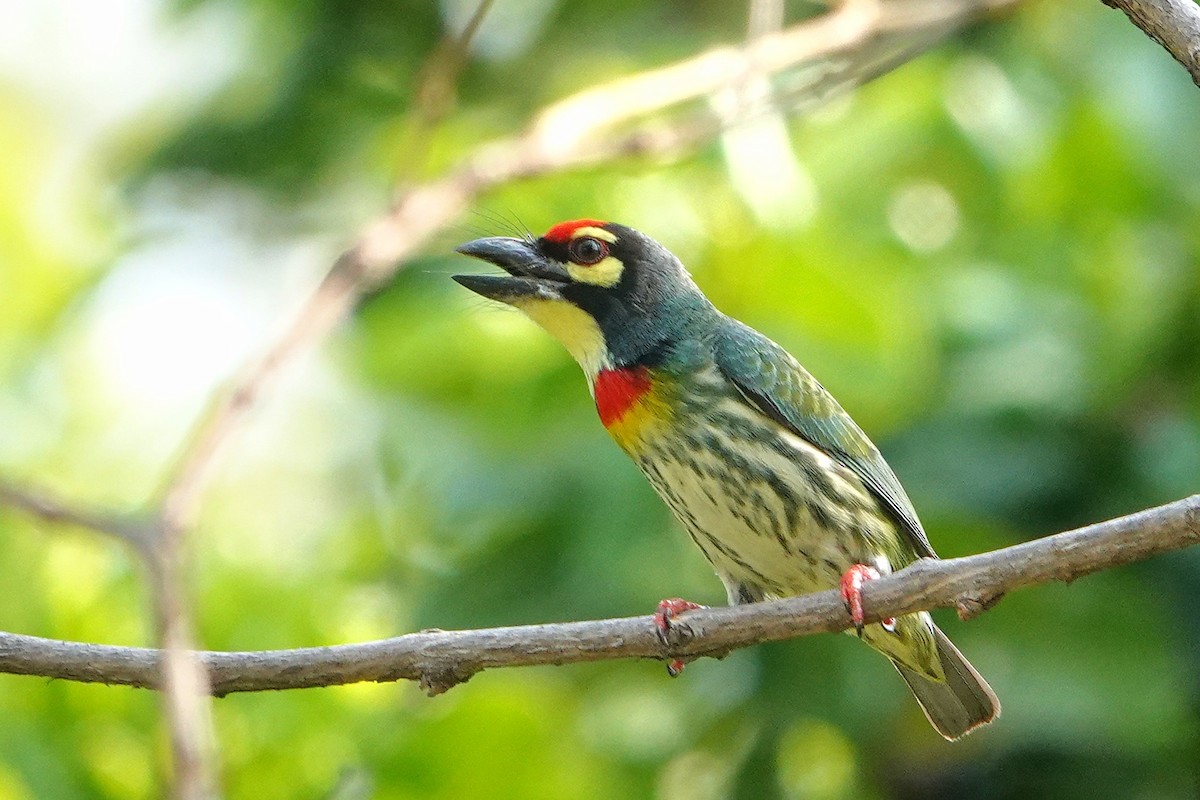 Kupferschmied-Bartvogel - ML652377085