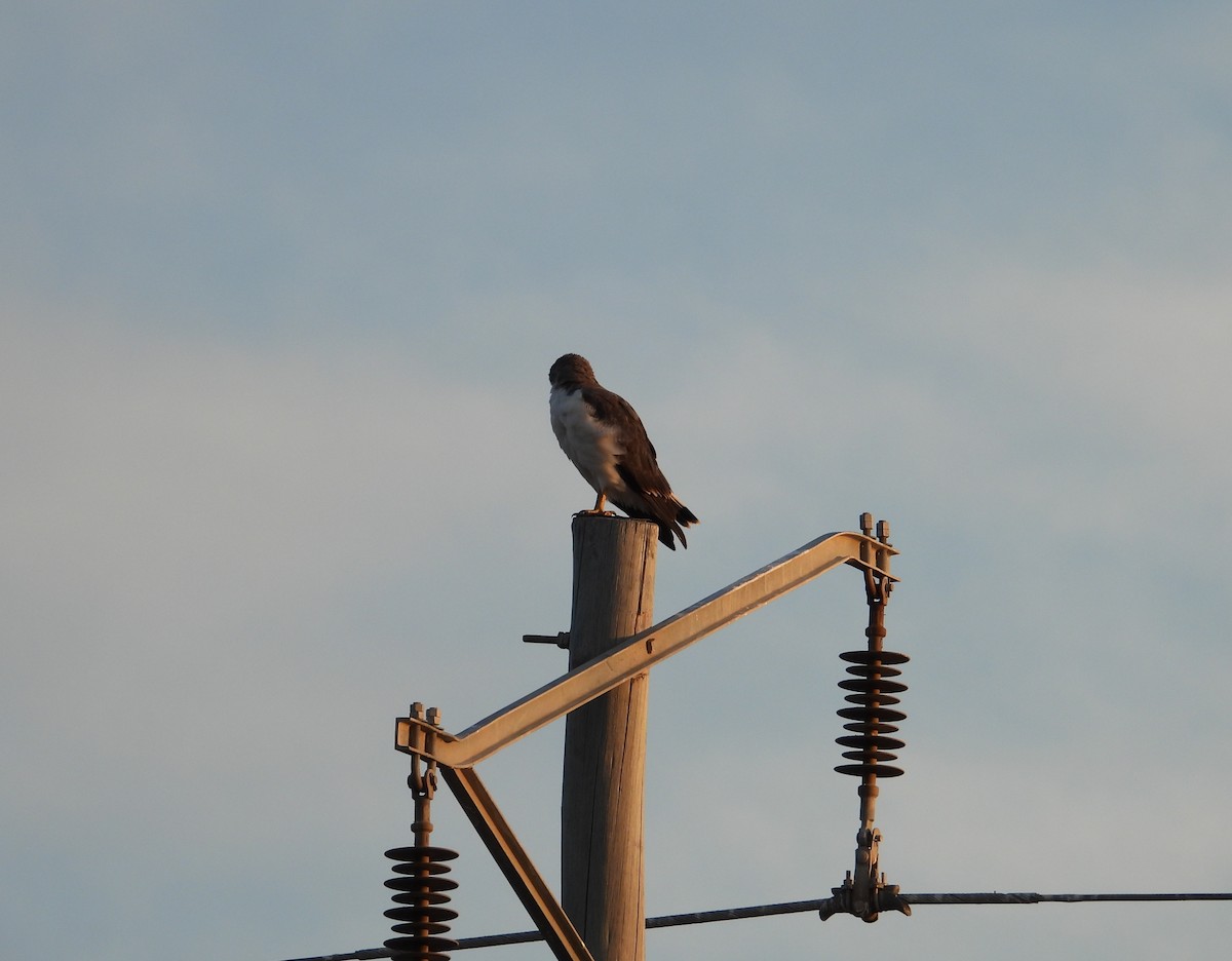 Variable Hawk - ML652377129