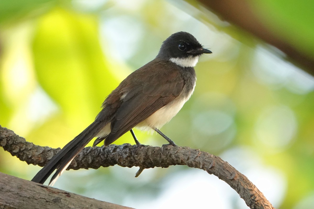 Malaienfächerschwanz - ML652377130