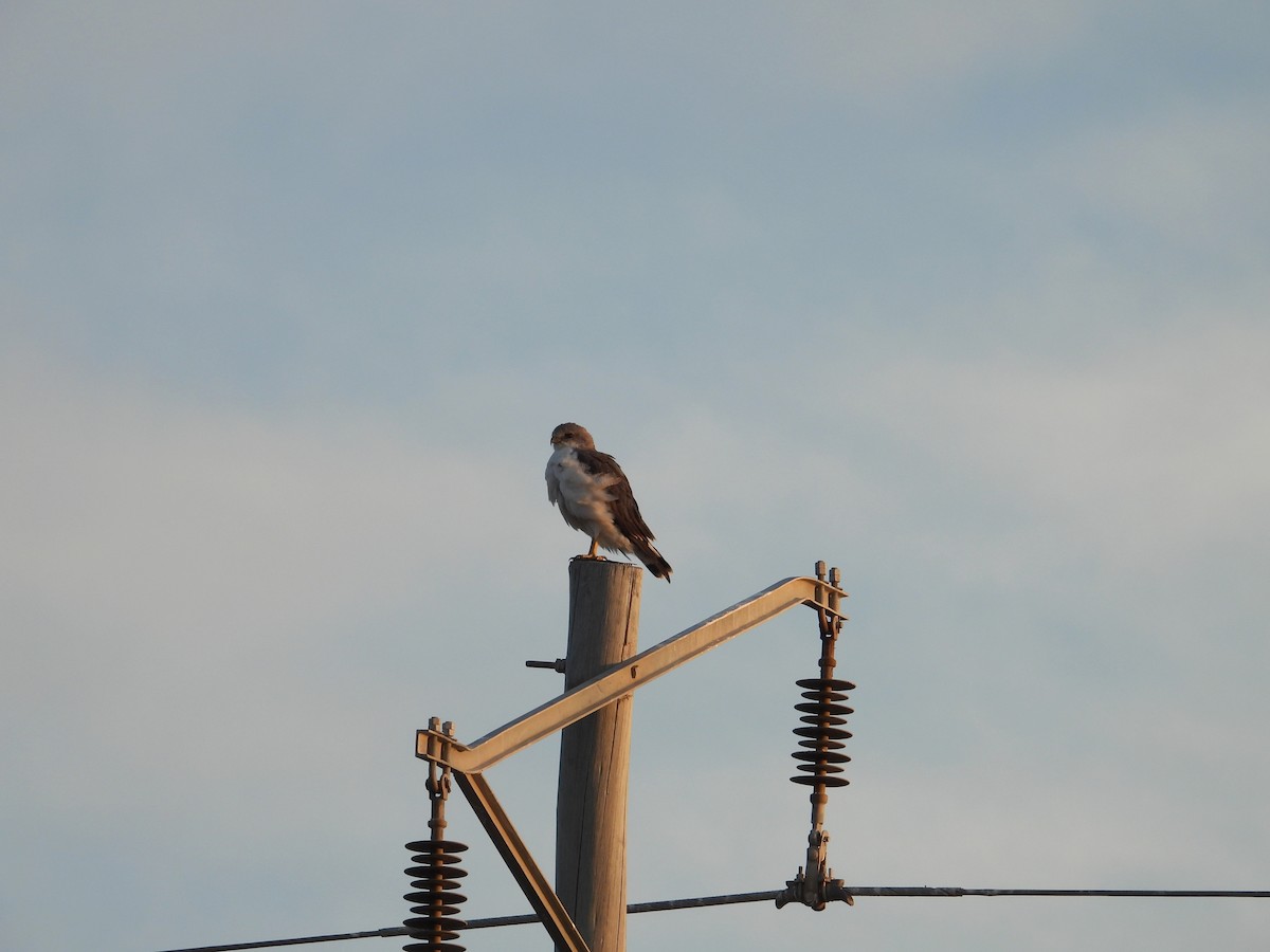 Variable Hawk - ML652377186