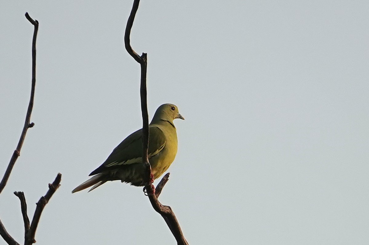 Frühlingsgrüntaube - ML652377202