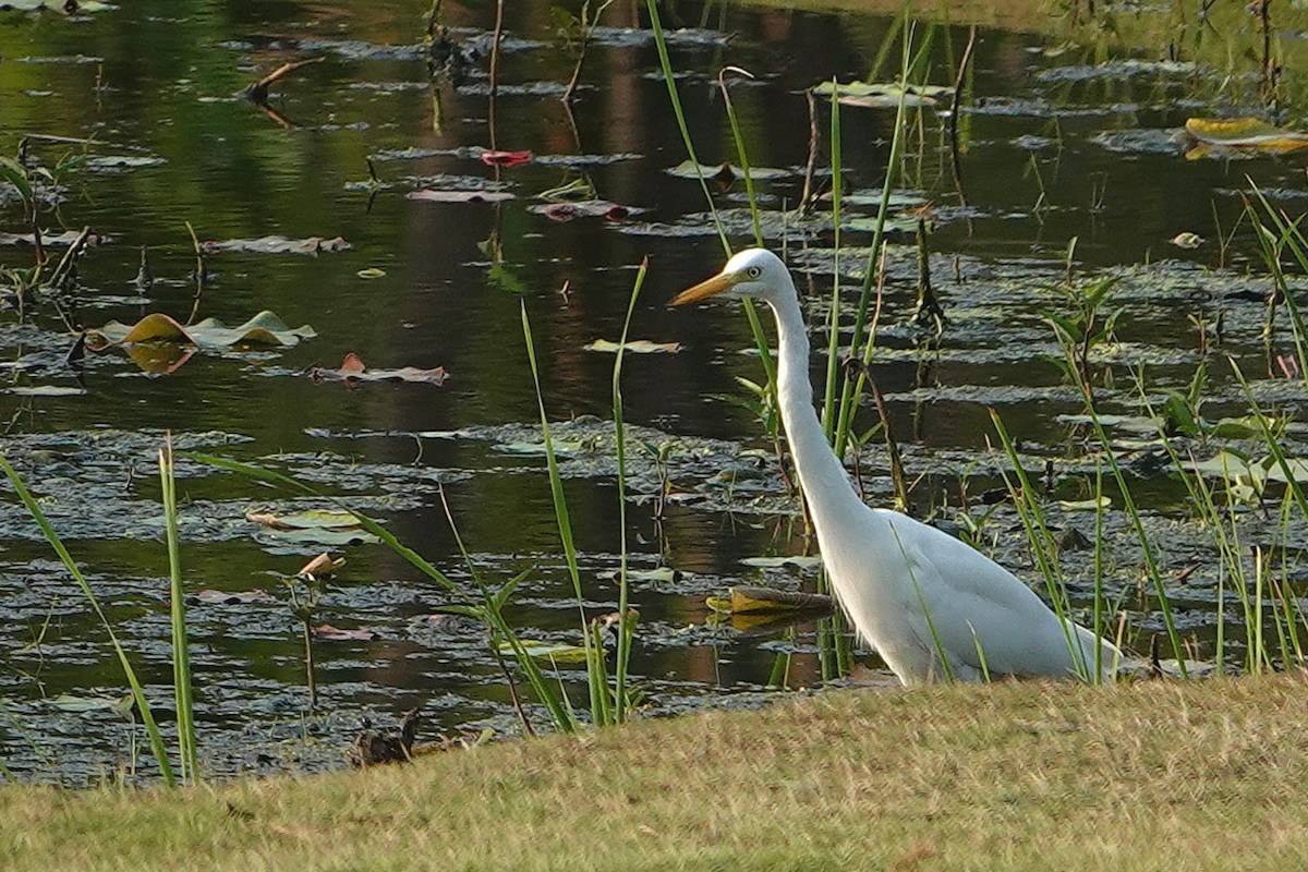 Asienmittelreiher - ML652377235