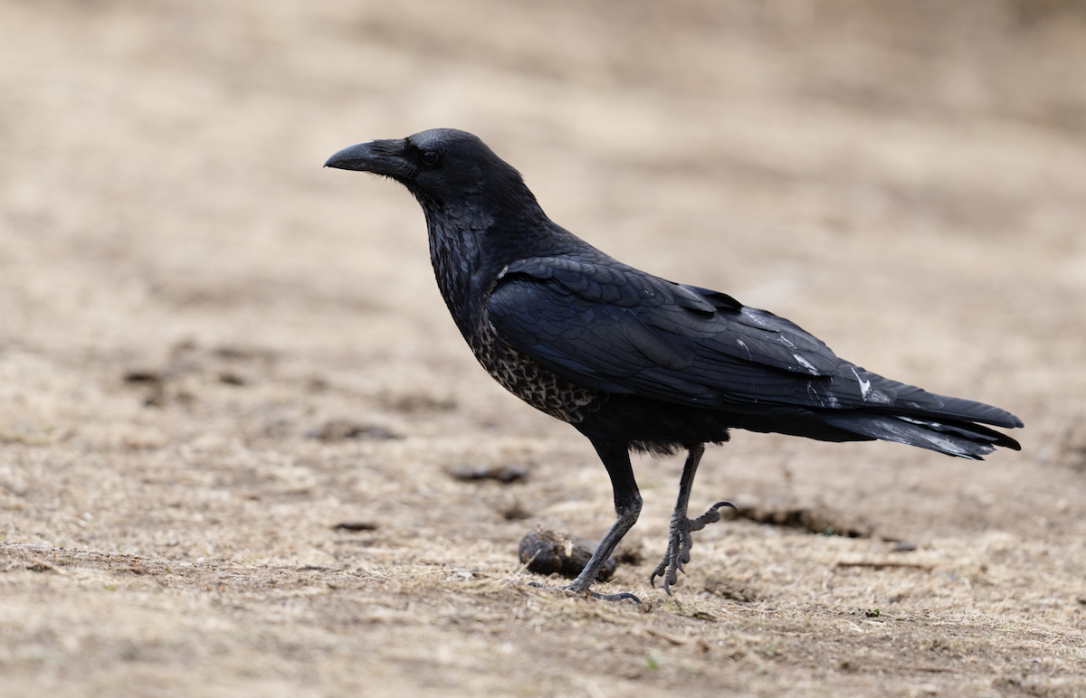 Somali Crow - ML652377259