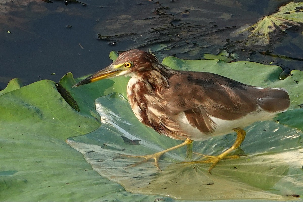 Bacchusreiher - ML652377265