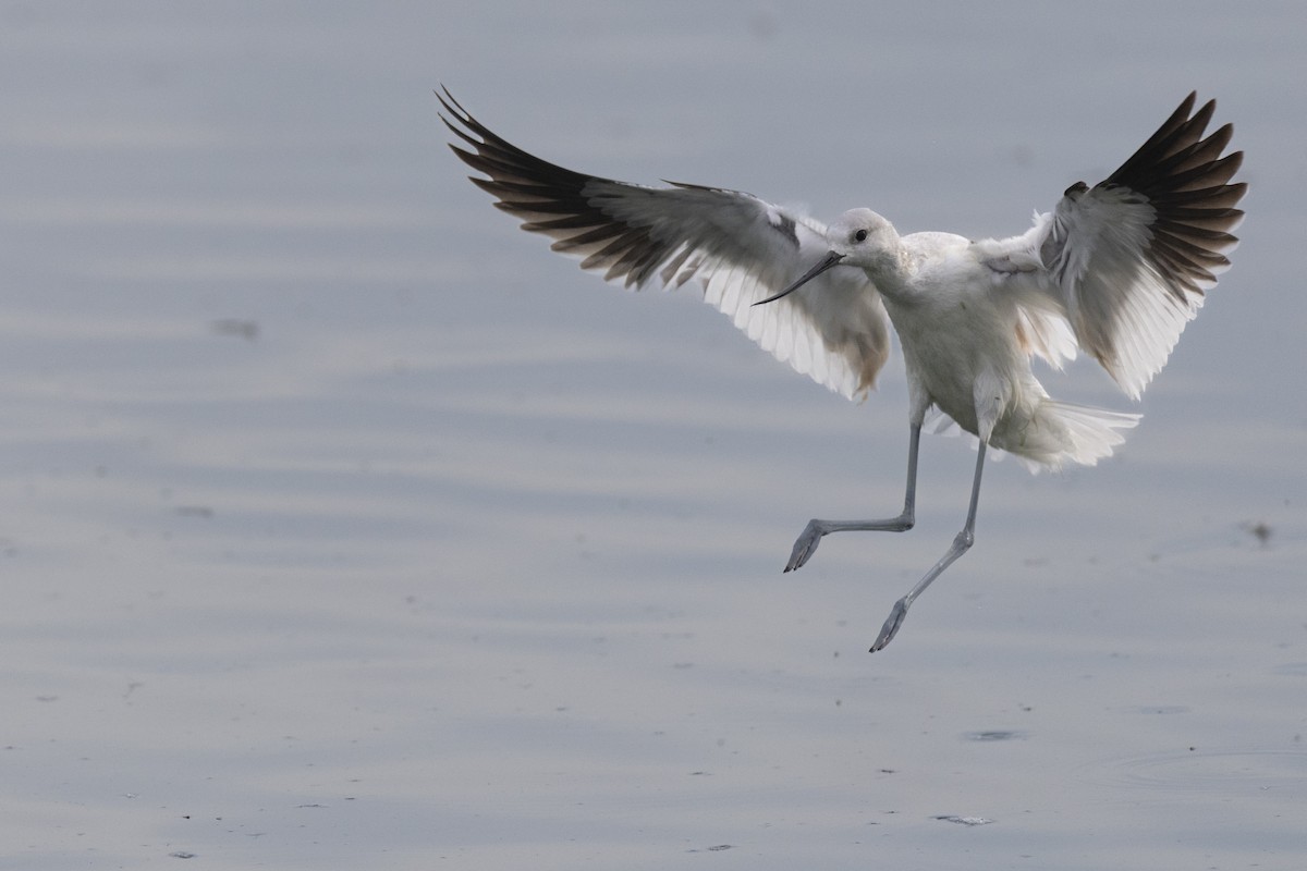 Чоботар американський - ML652377299