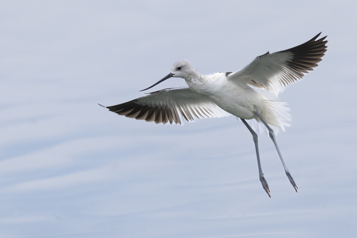 Чоботар американський - ML652377305