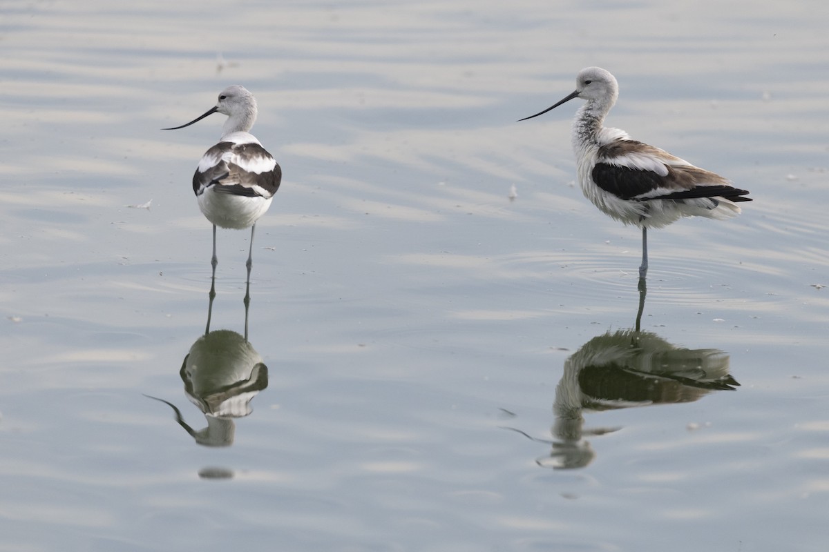 Чоботар американський - ML652377306