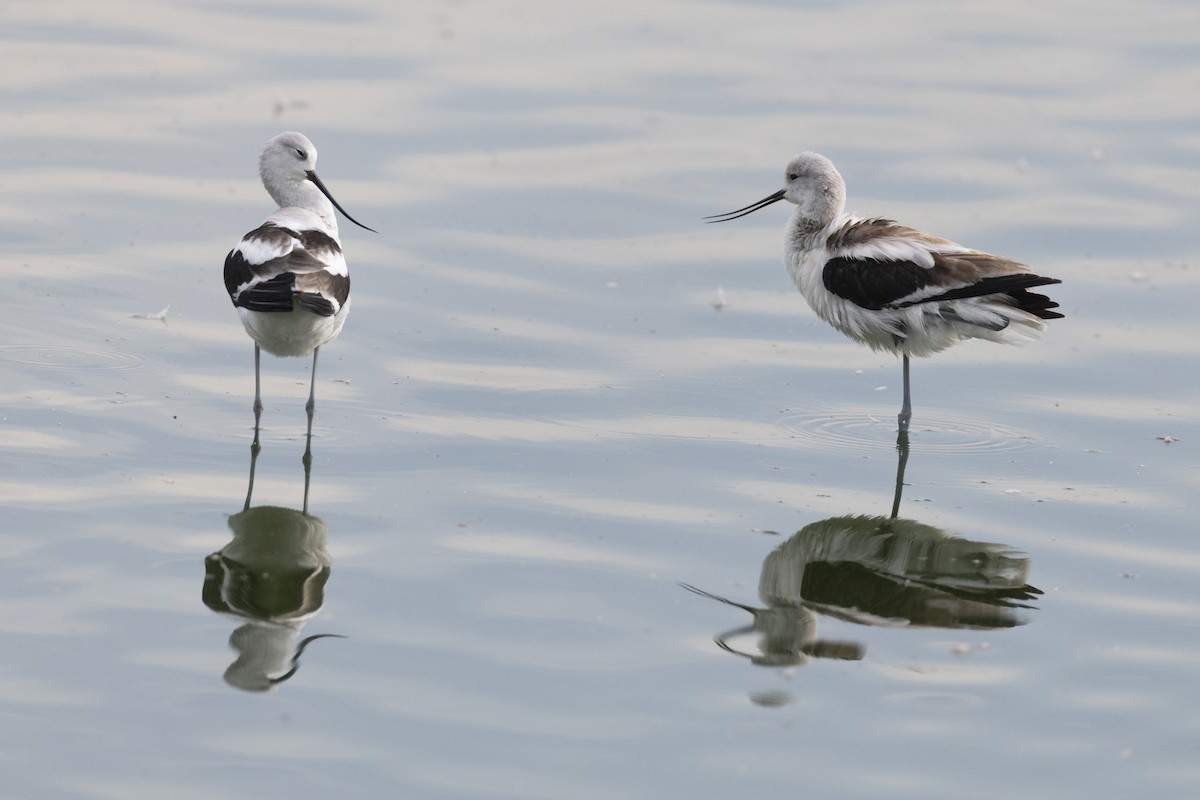 Чоботар американський - ML652377308