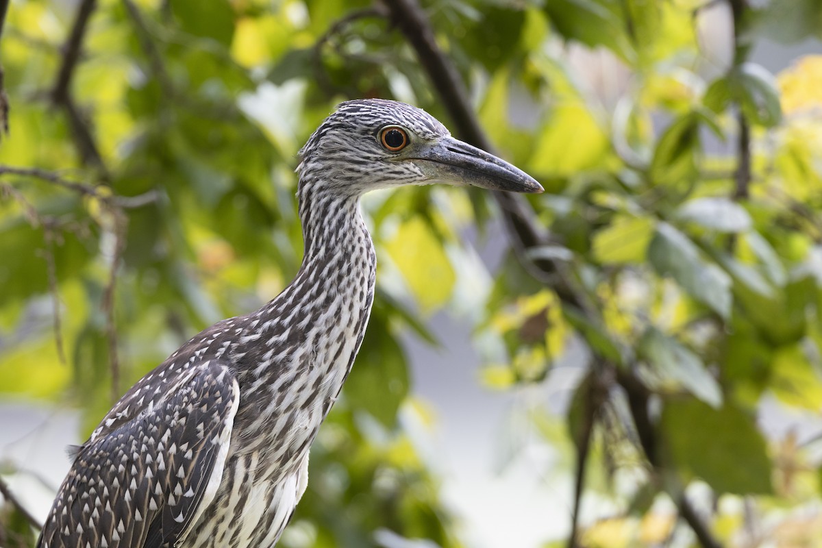 Квак чорногорлий - ML652377321