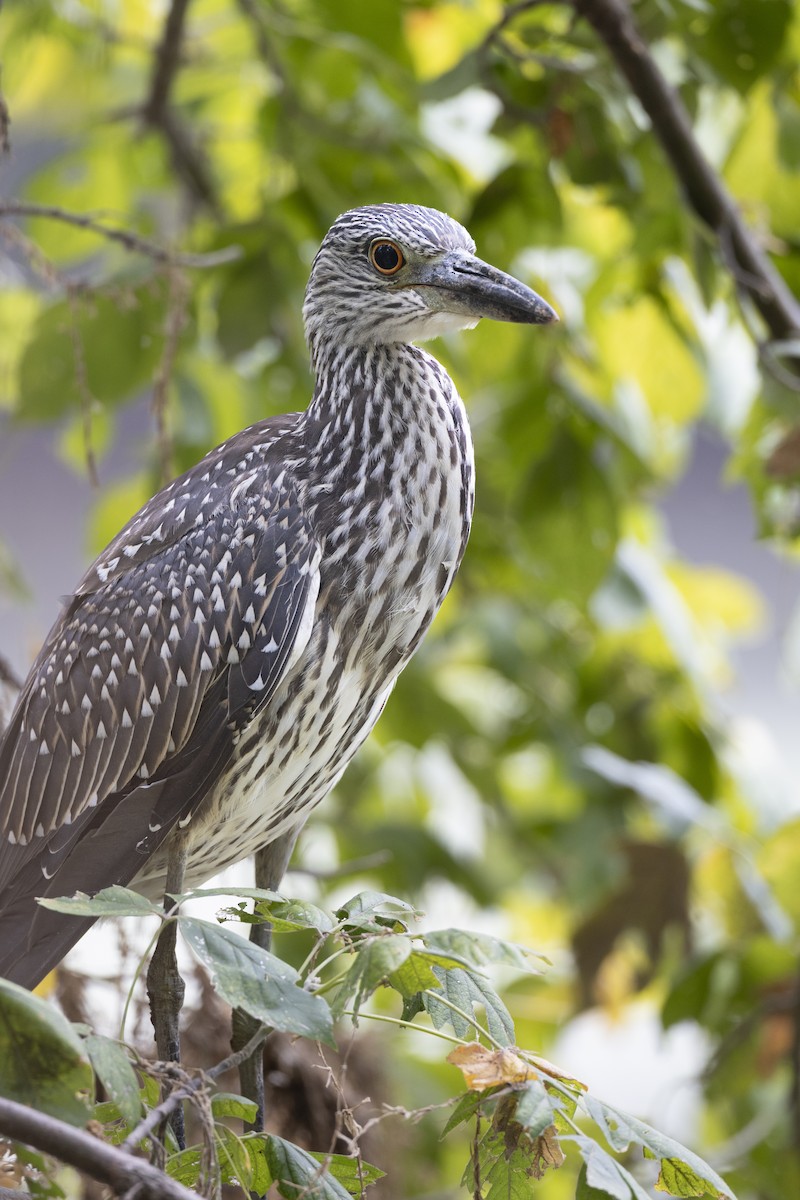 Квак чорногорлий - ML652377322