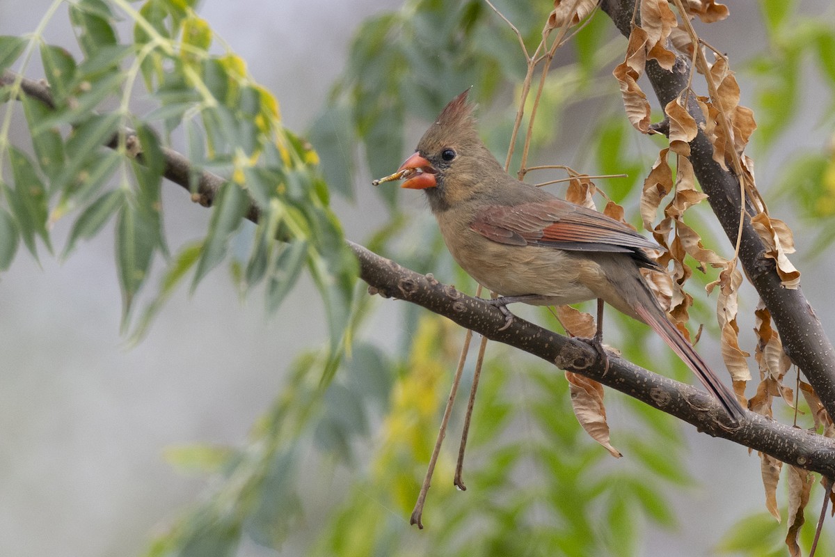 Кардинал червоний [група cardinalis] - ML652377333
