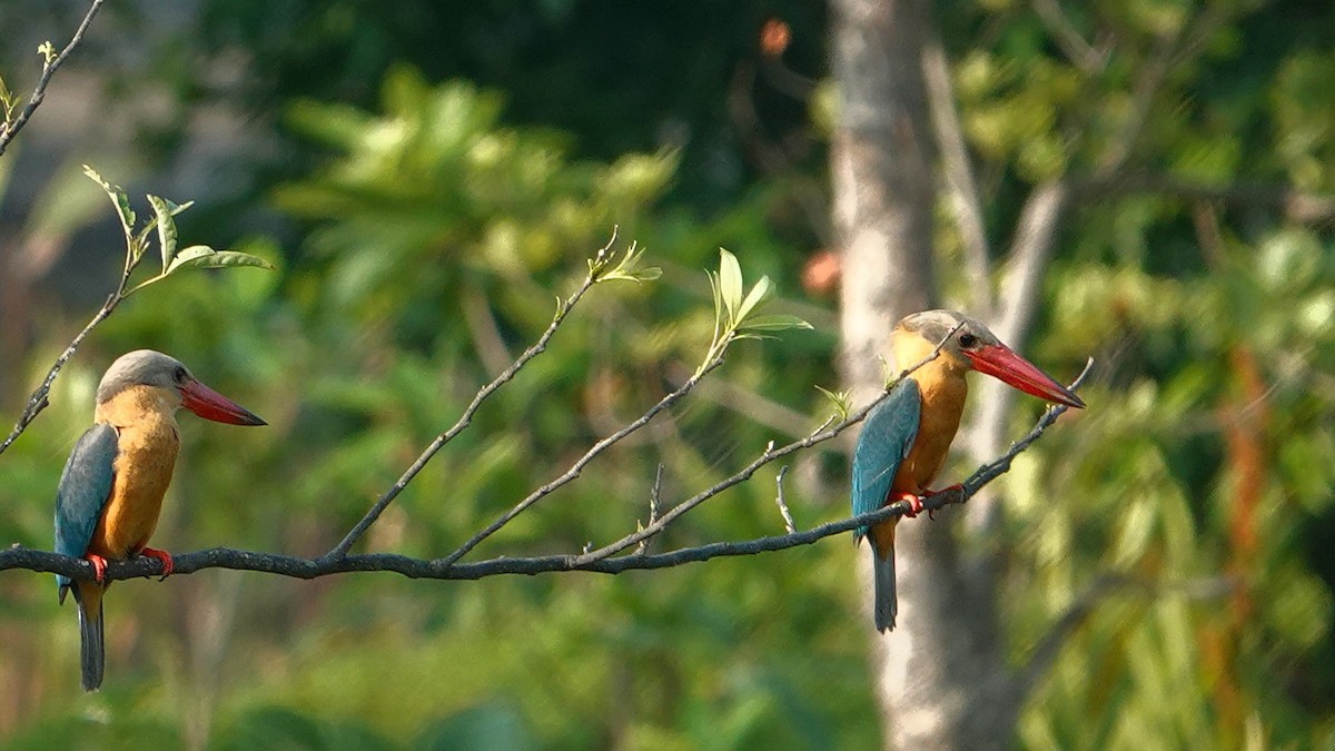 Storchschnabelliest - ML652377335